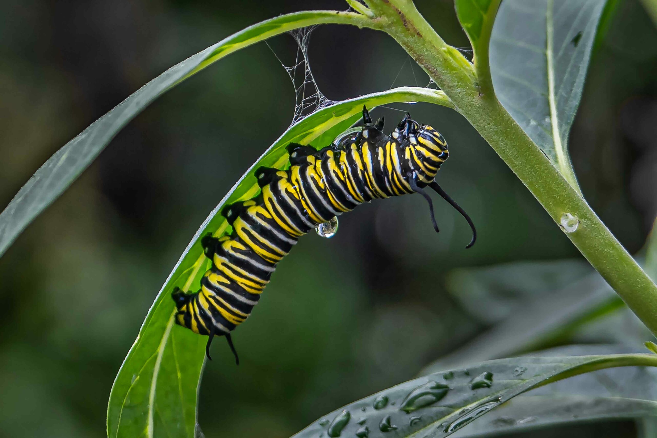 A monarch caterpillar