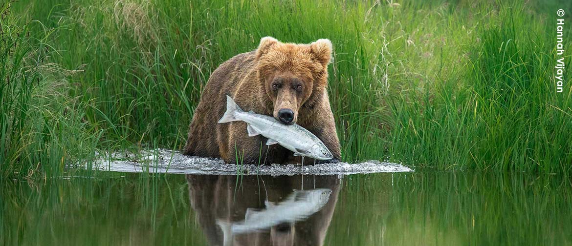 A brown bear catches a fish