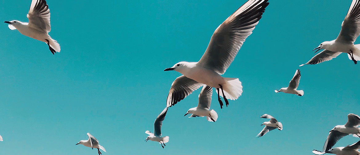 seagulls in a blue sky