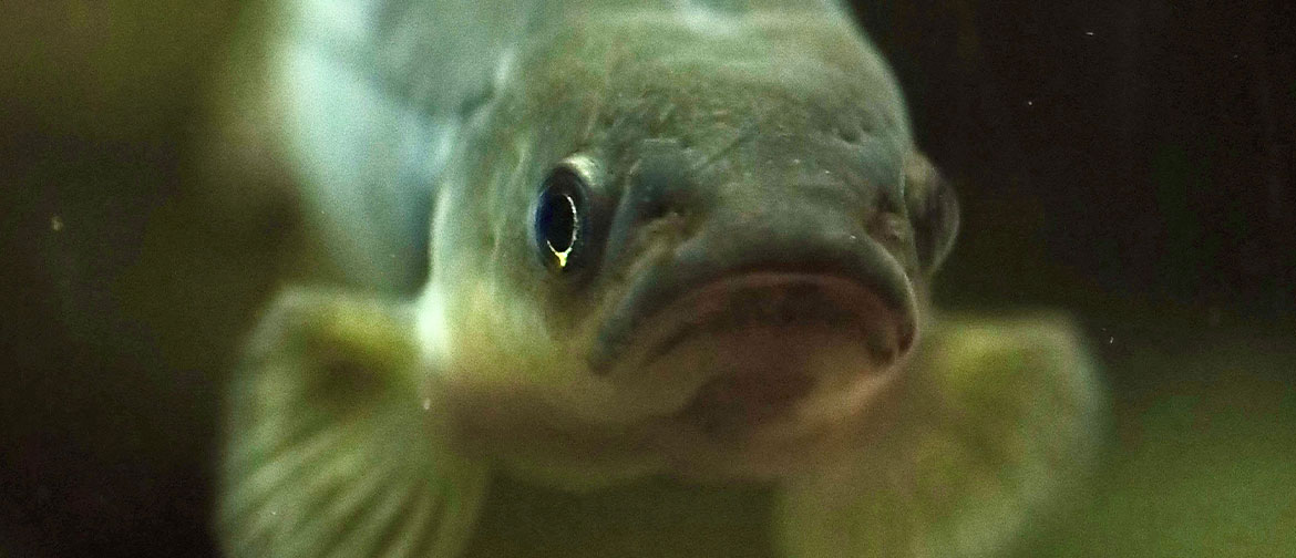 A closeup of a freshwater fish