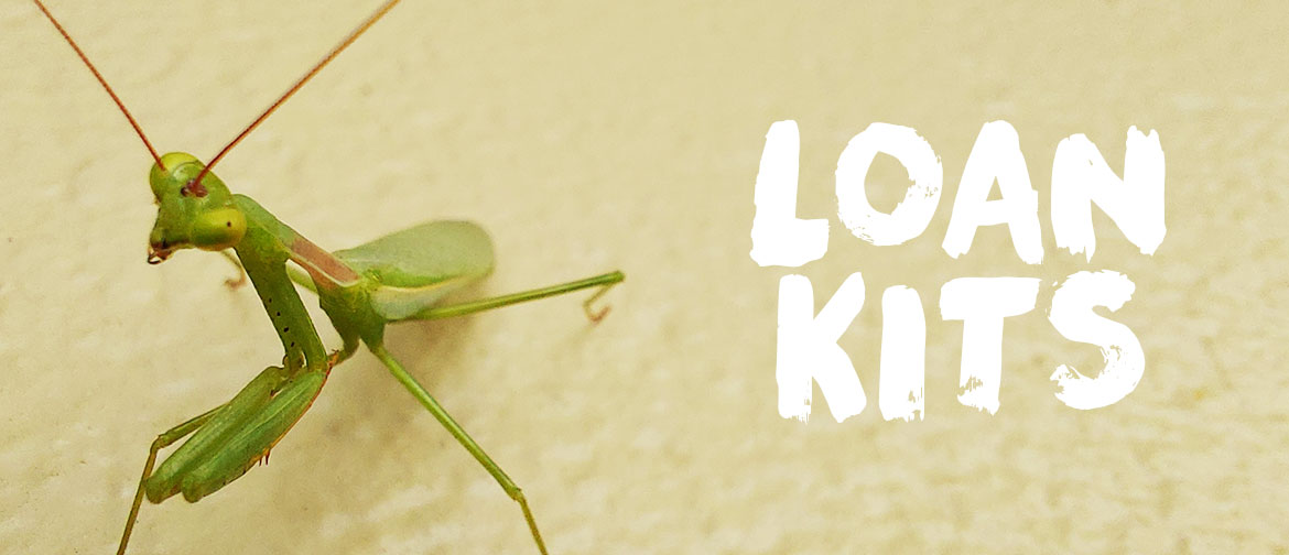 A South African praying mantis sits on a cream coloured wall