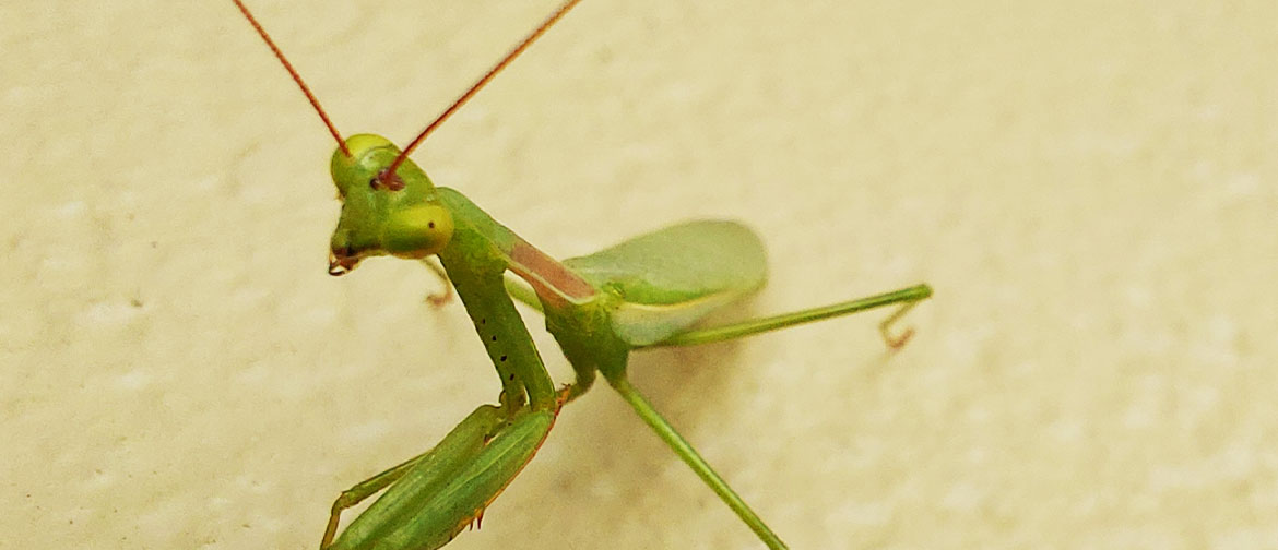A green praying mantis on a cream-painted wall