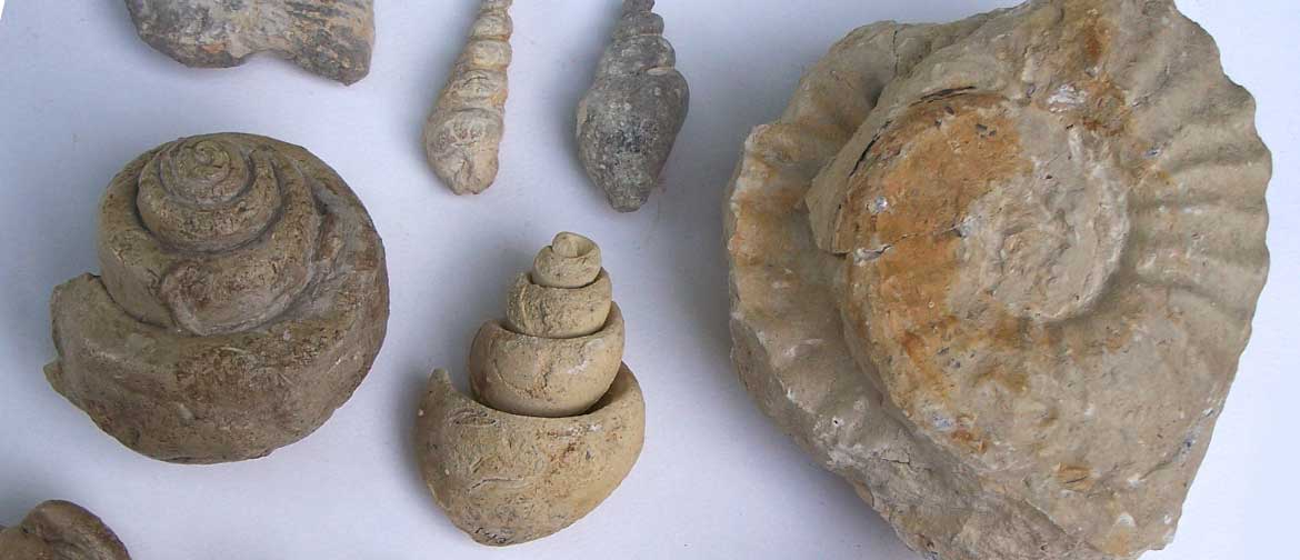 Fossilised shells.
