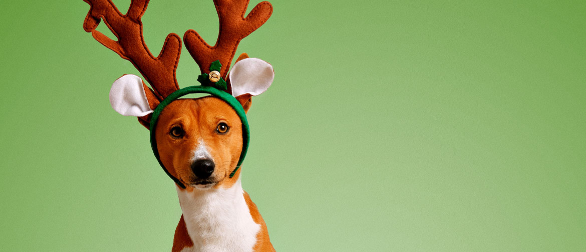 A dog wears felt reindeer antlers against a green background.