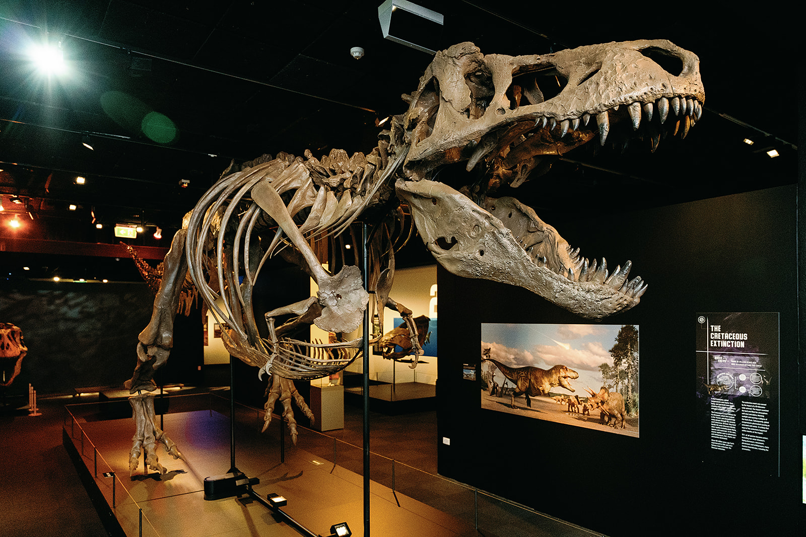 A T Rex skeleton in a gallery
