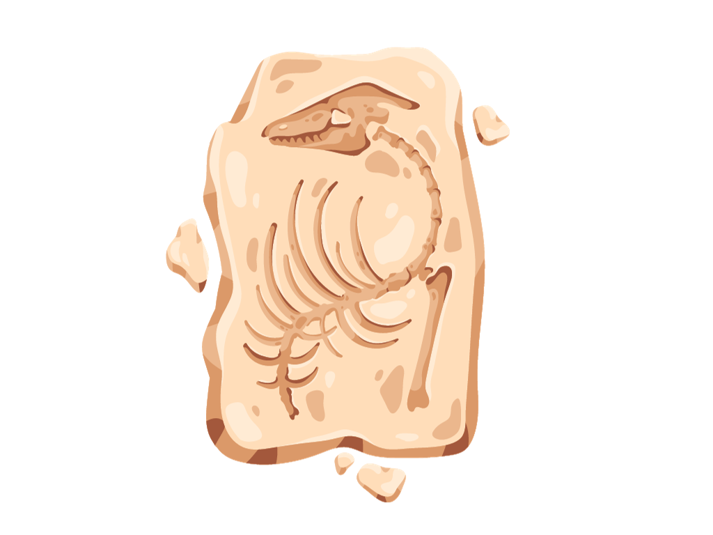 illustration of a dinosaur fossil on a plain background